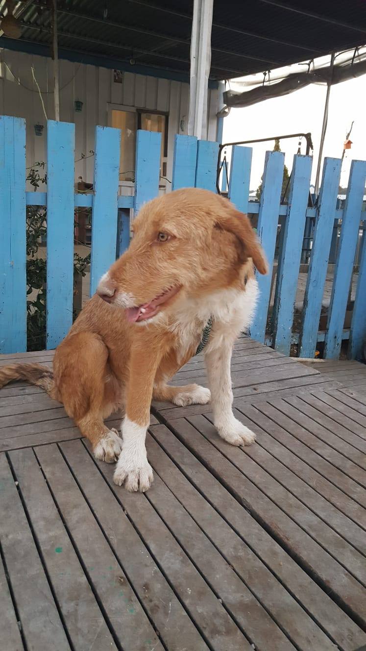 Adeline (fka Clementine)  